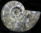 Polished Ammonite (Anapuzosia?) Fossil - Madagascar #29850-1